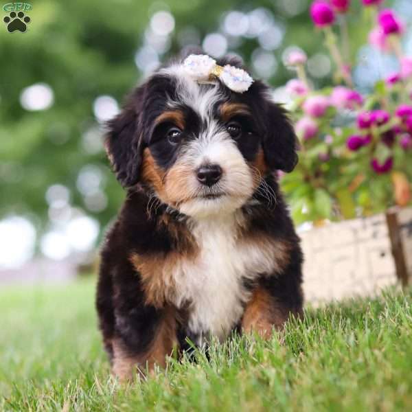 Hey There Delilah, Mini Bernedoodle Puppy